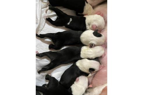 販売中の大分県のミックス犬-396801の1枚目